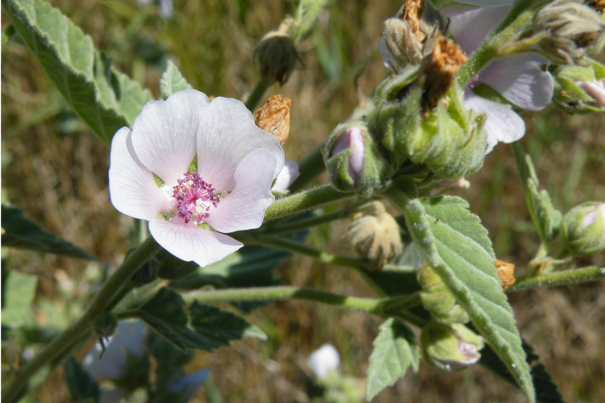 Althaea officinalis / Altea comune